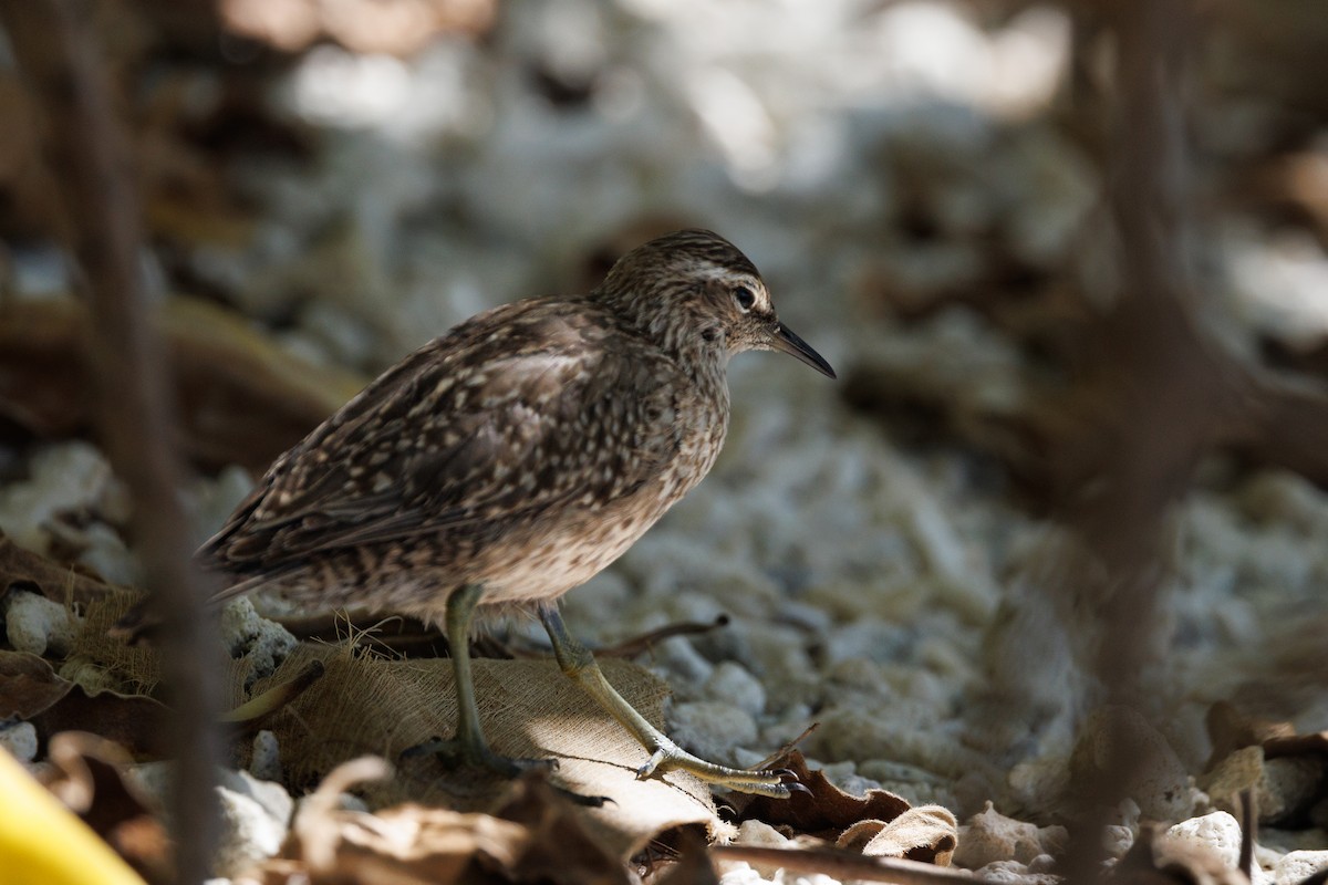 Tuamotu Sandpiper - ML455665021