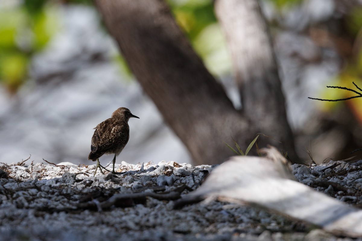 Tuamotu Sandpiper - ML455665071