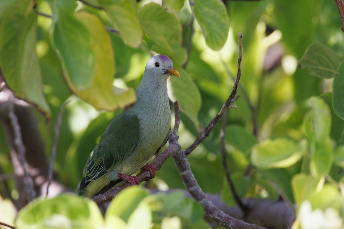 Atoll Fruit-Dove - ML455665131