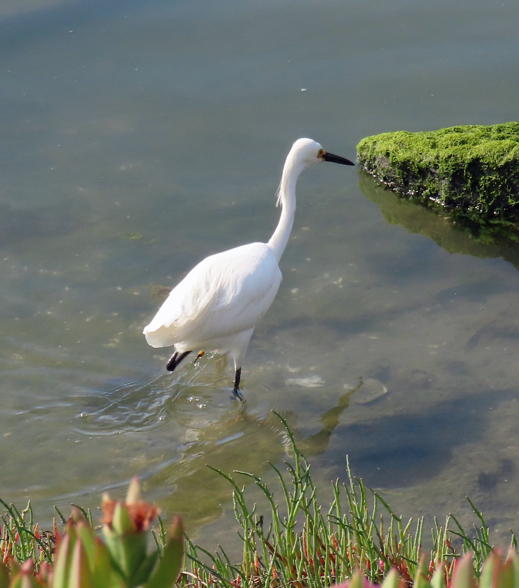 Snowy Egret - ML455665661