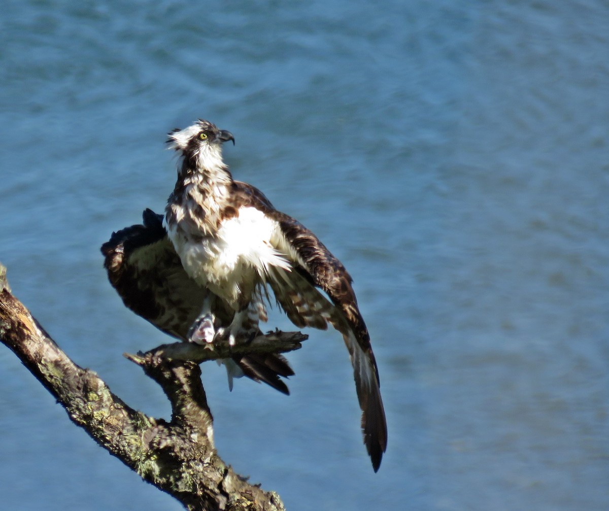 Balbuzard pêcheur (carolinensis) - ML455666241