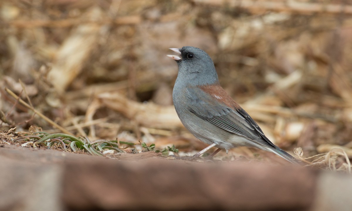 Dark-eyed Junco (Gray-headed) - Chris Wood