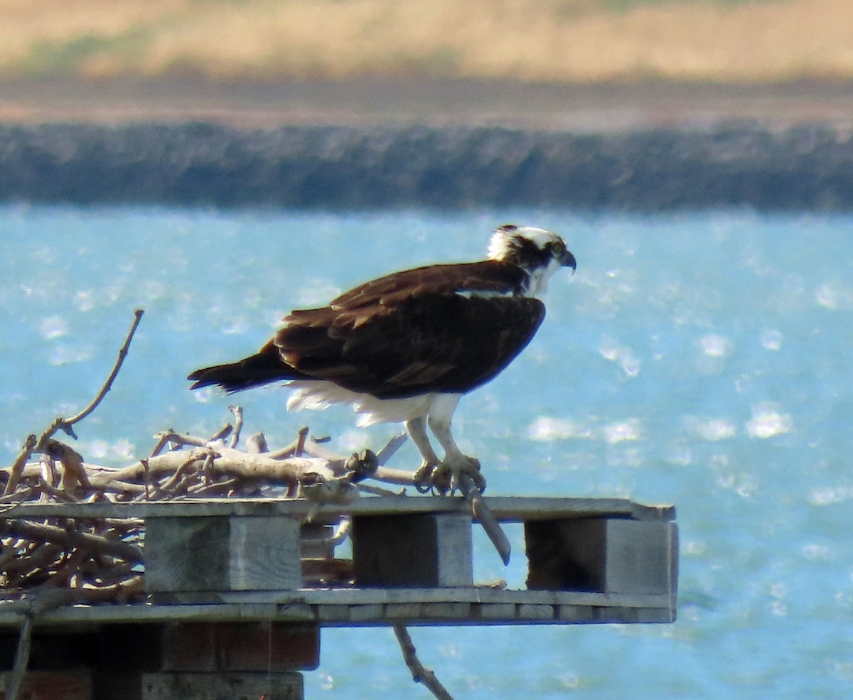 Osprey - ML455667091