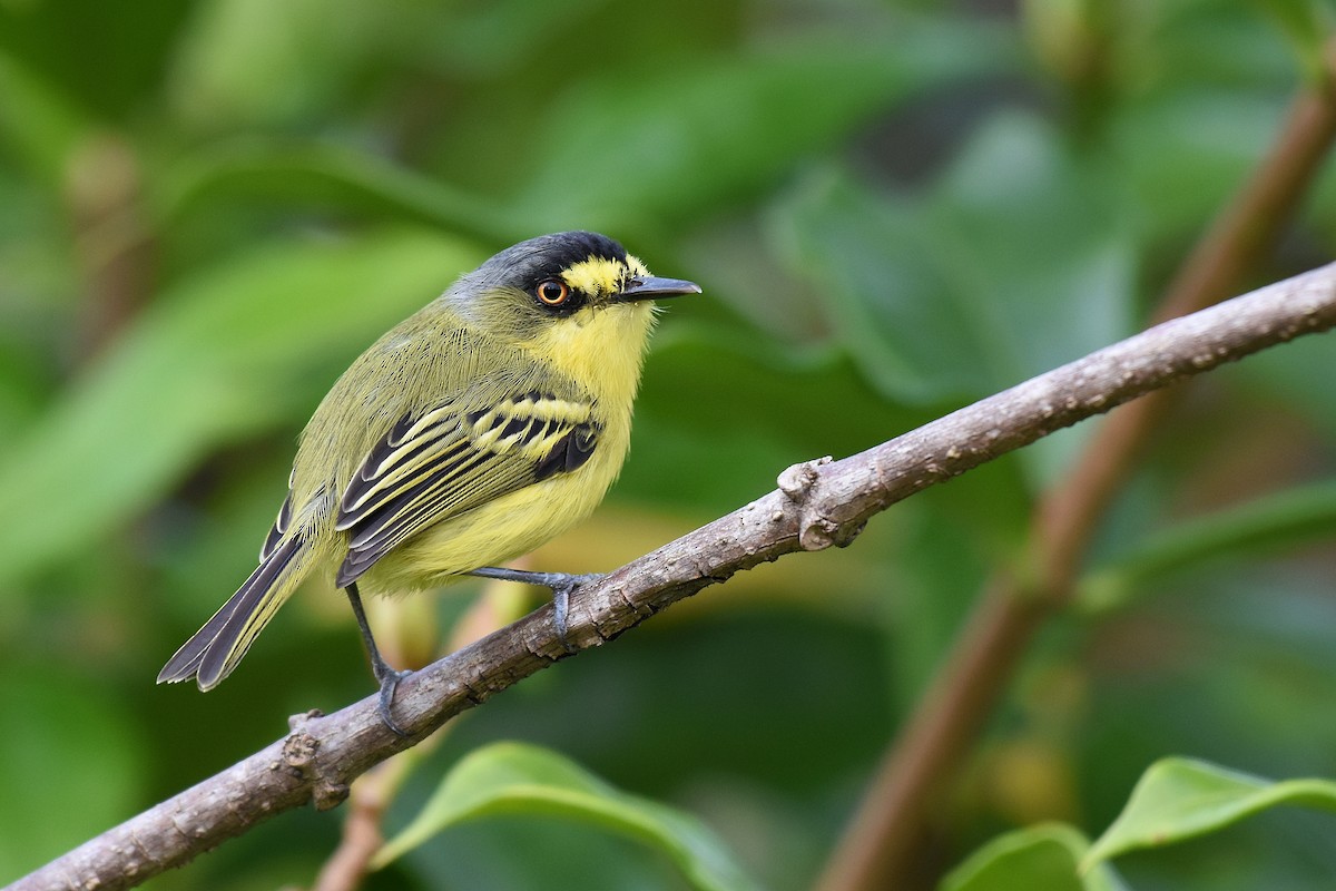 Gray-headed Tody-Flycatcher - Guilherme  Willrich