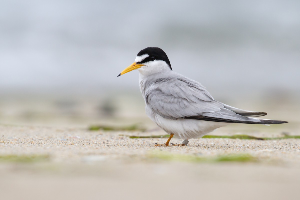 Least Tern - Sasha Cahill