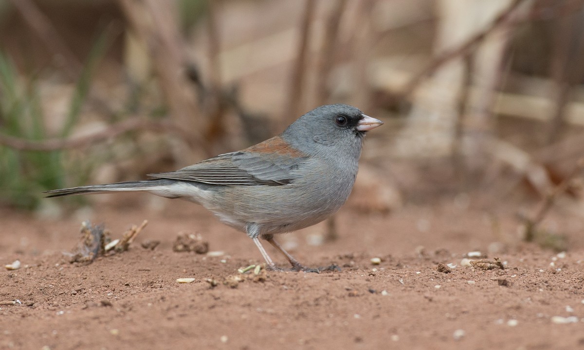 Dark-eyed Junco (Gray-headed) - Chris Wood