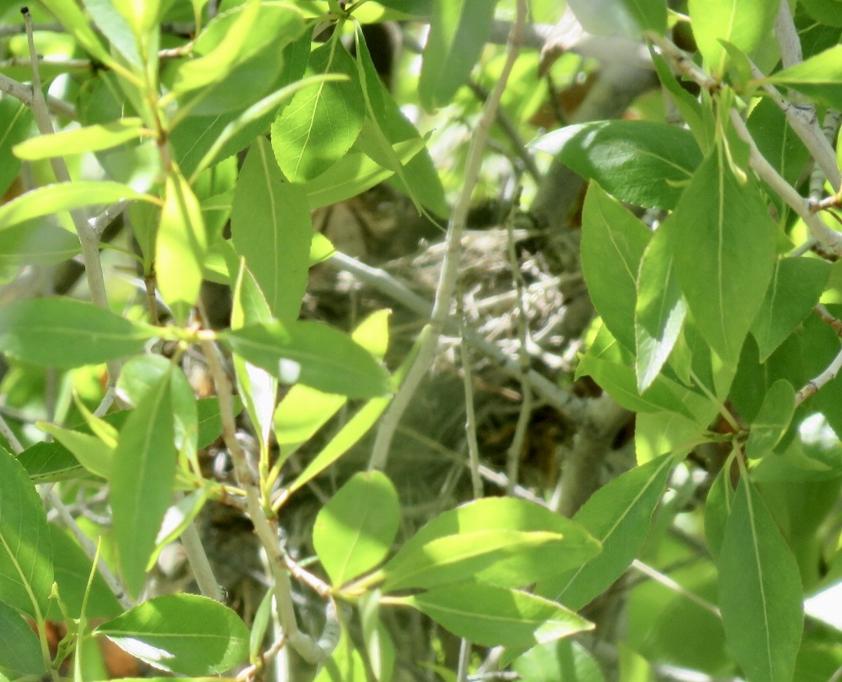 Swainson's Thrush - ML455669961