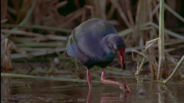 African Swamphen - ML455672