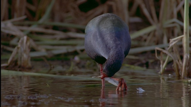 African Swamphen - ML455673