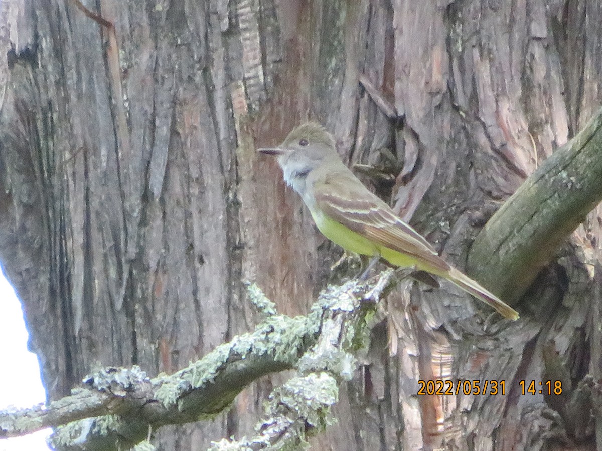 Great Crested Flycatcher - ML455674141