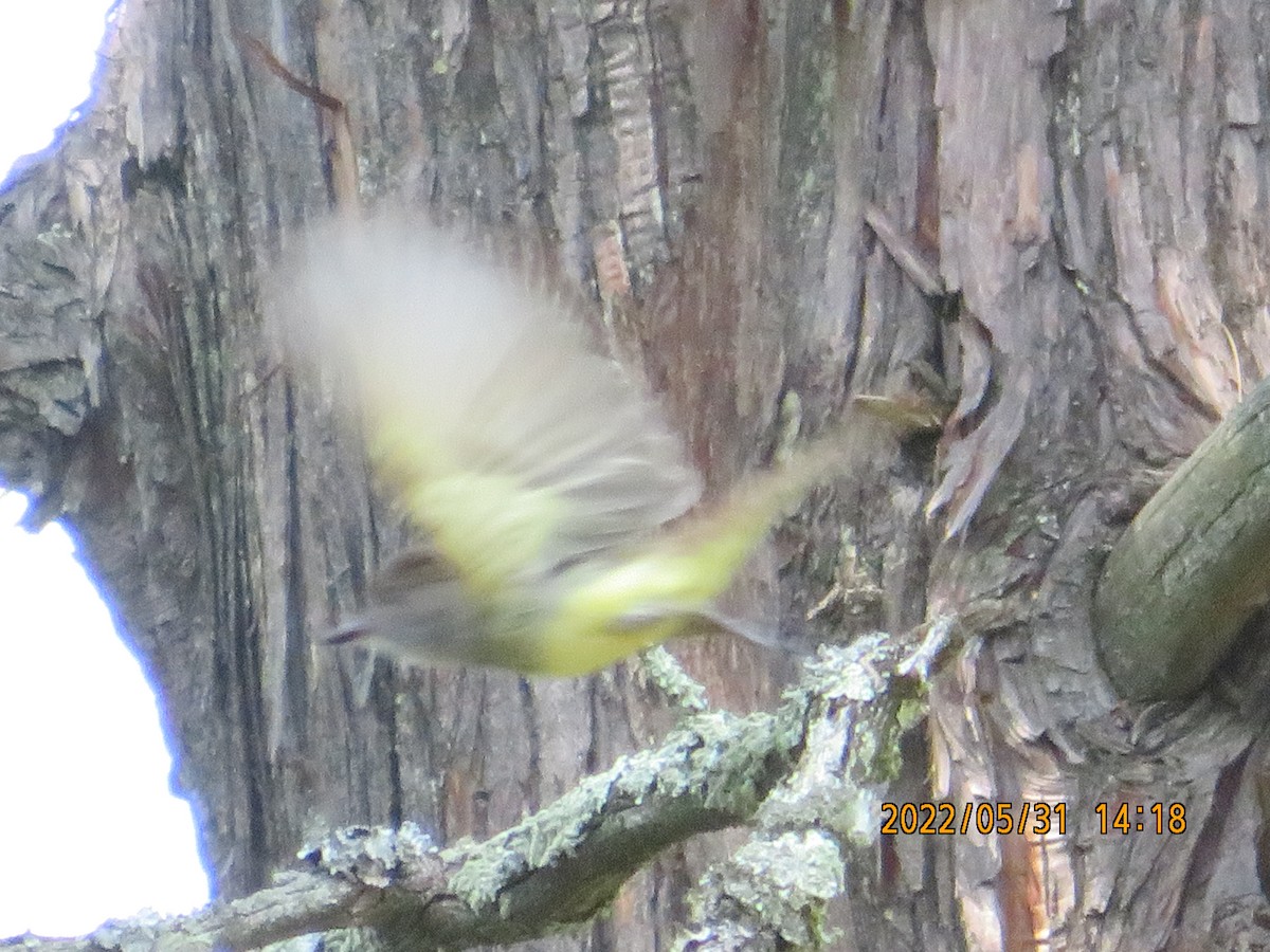 Great Crested Flycatcher - ML455674161