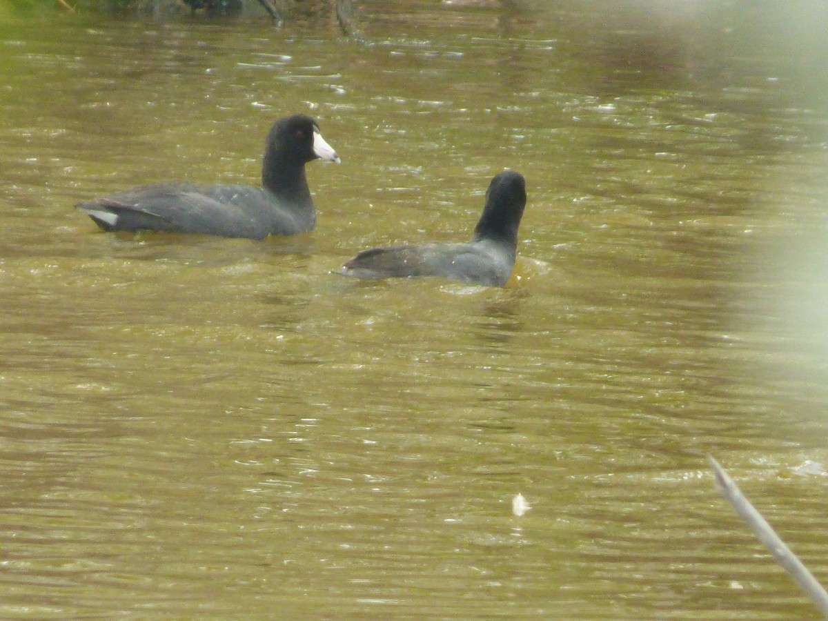 American Coot - ML45567431