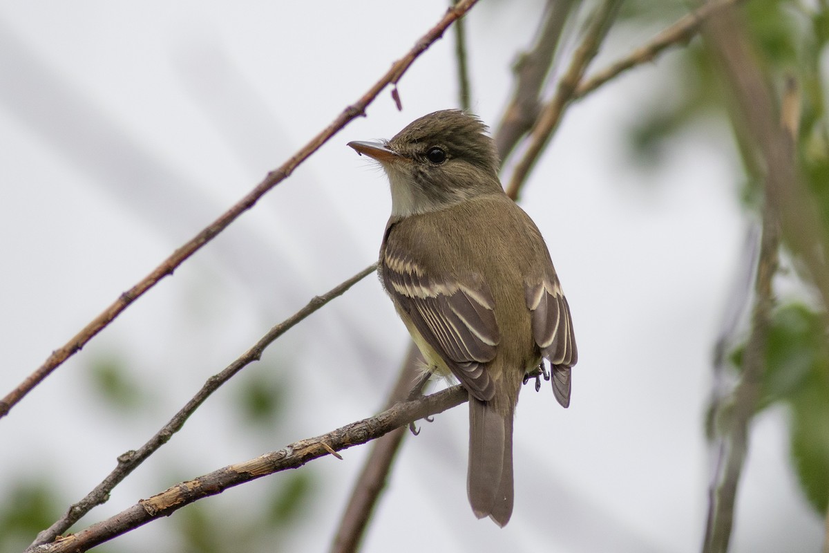 Mosquero Saucero - ML455674691