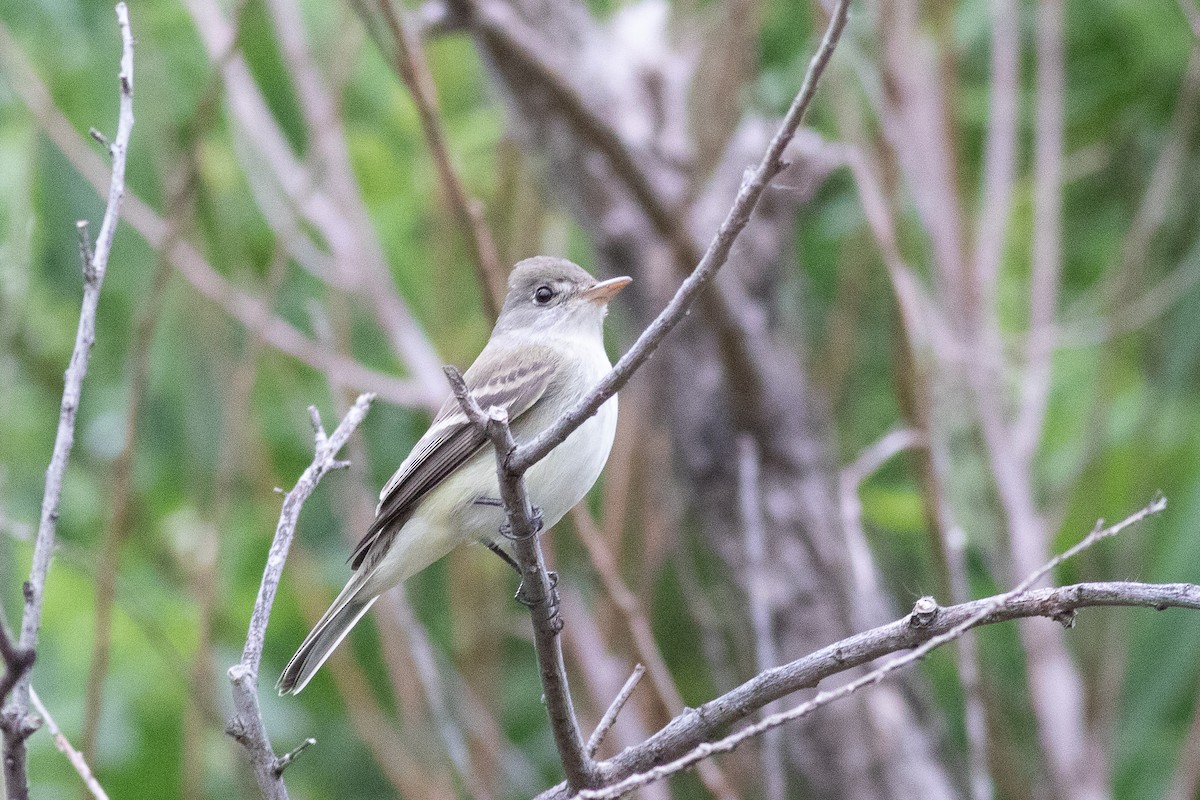Willow Flycatcher - ML455674711