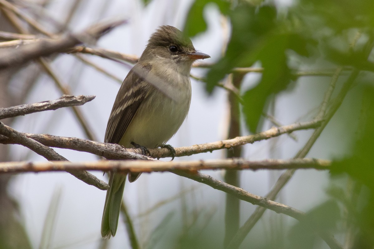 Willow Flycatcher - ML455674721