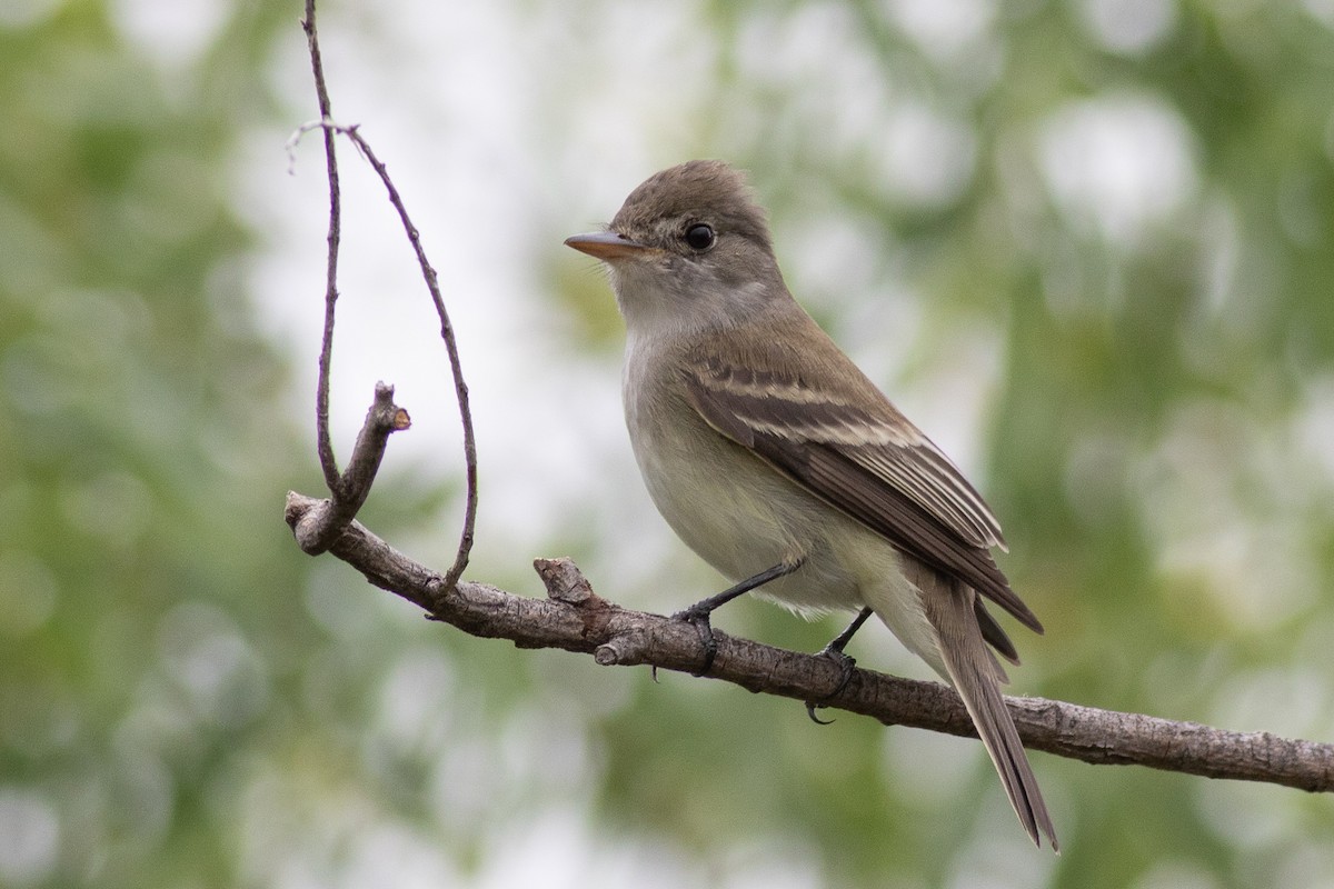 Willow Flycatcher - ML455674761