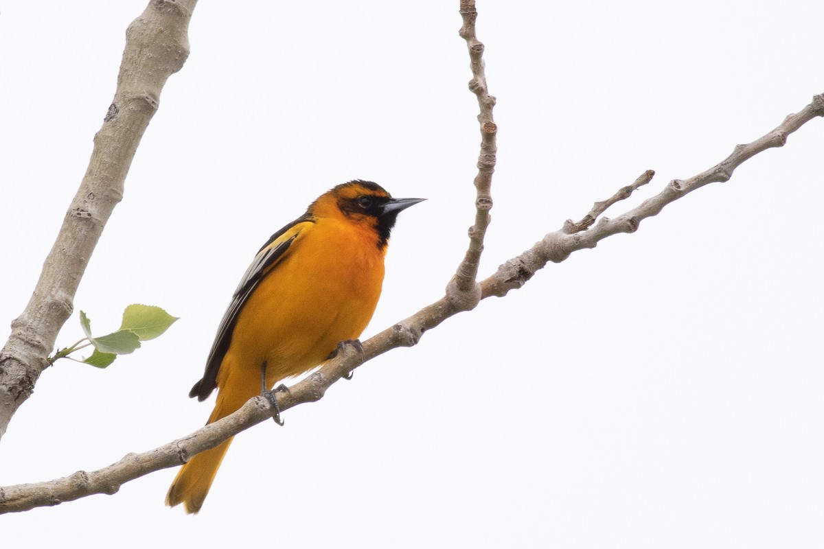 Bullock's x Baltimore Oriole (hybrid) - ML455675141