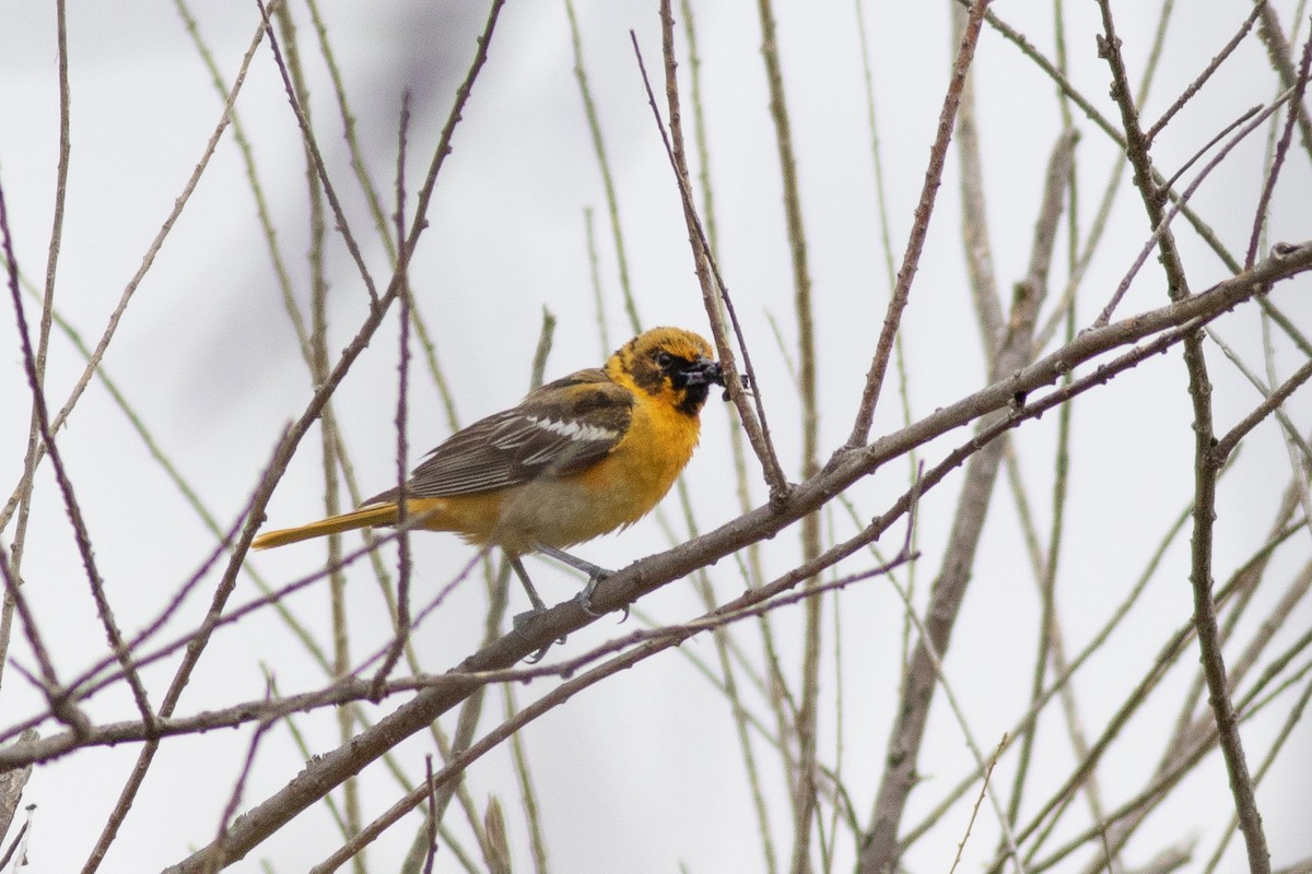 Bullock's x Baltimore Oriole (hybrid) - ML455675151