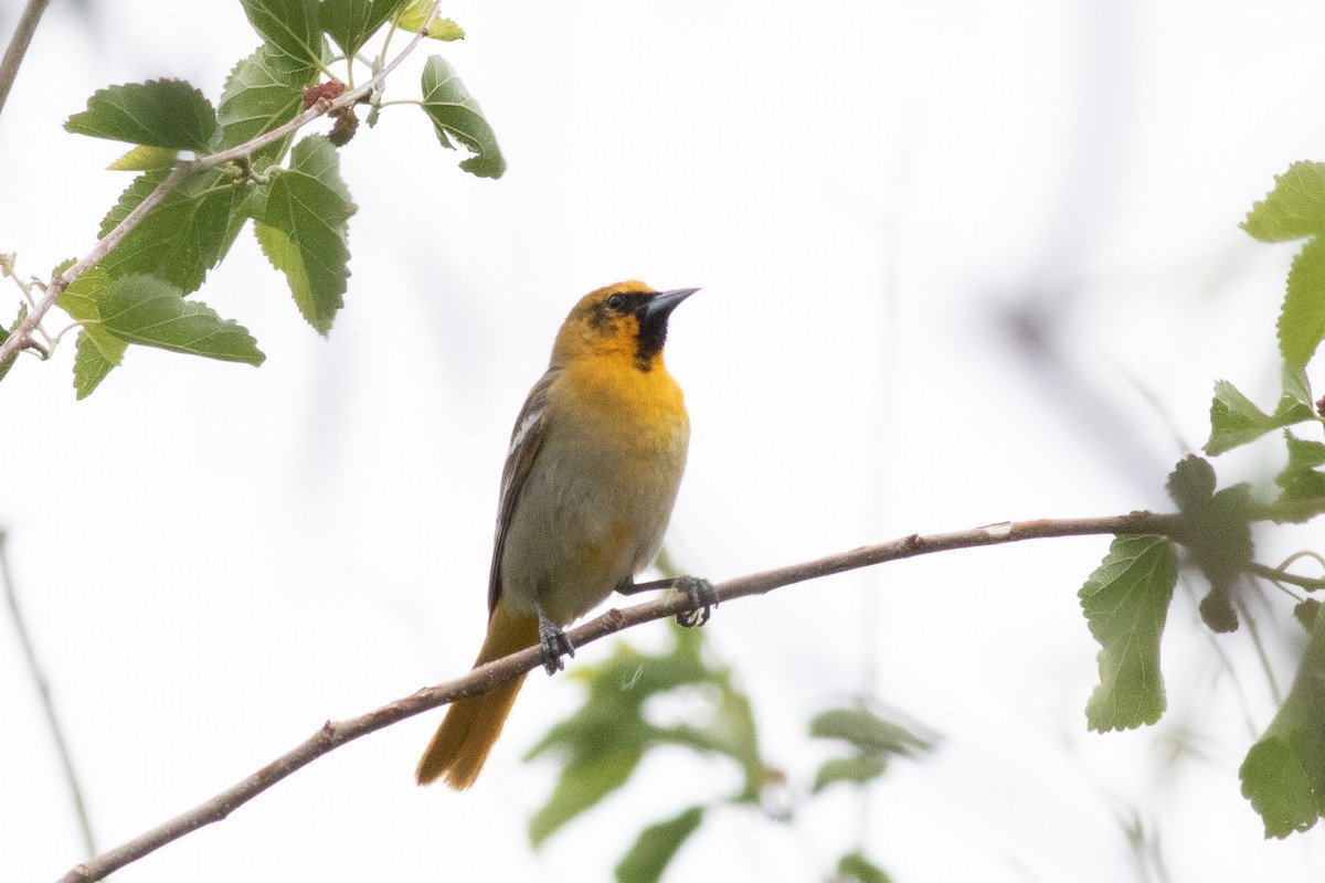 Bullock's x Baltimore Oriole (hybrid) - ML455675161