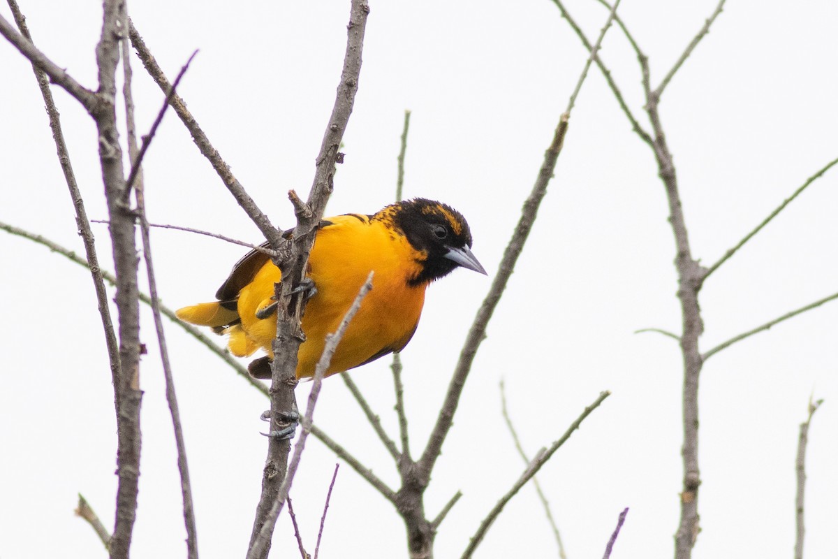 Hybride Oriole de Bullock x O. de Baltimore - ML455675191