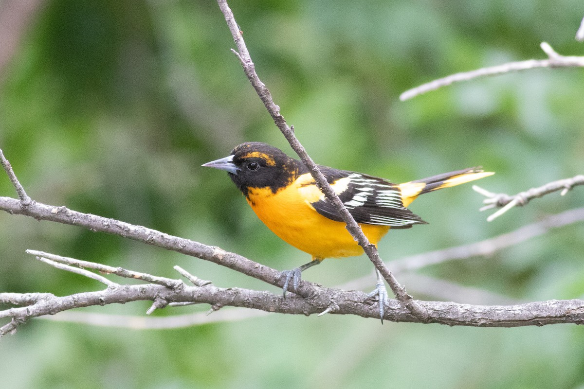 Hybride Oriole de Bullock x O. de Baltimore - ML455675201