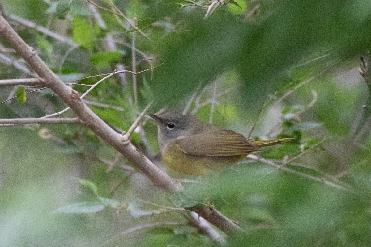 MacGillivray's Warbler - ML455675291