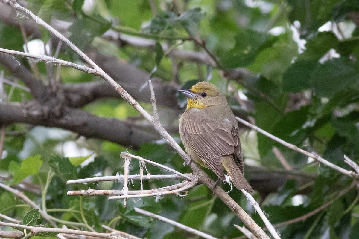 Hepatic Tanager - ML455675361