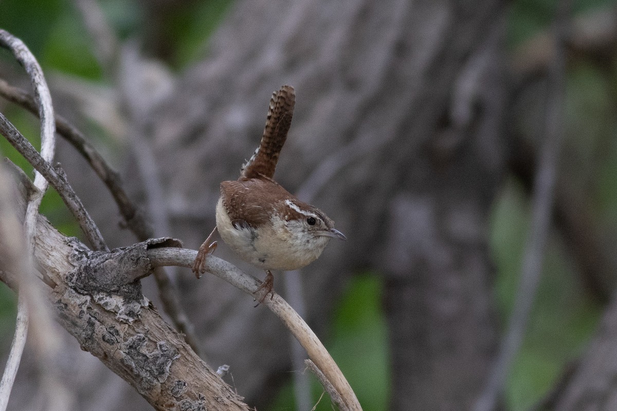 Carolina Wren - ML455675451