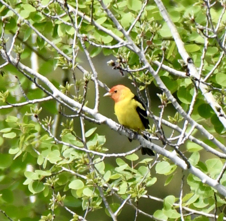 Western Tanager - ML455677741