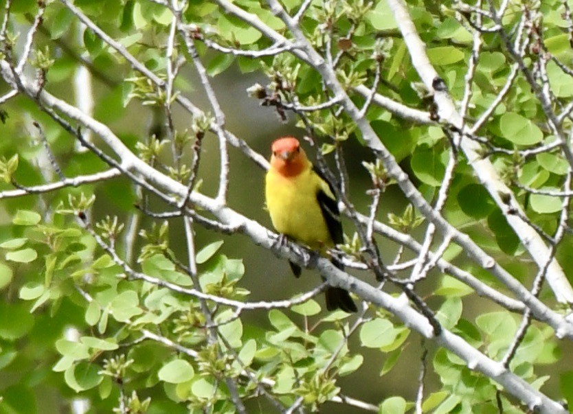 Western Tanager - ML455677751