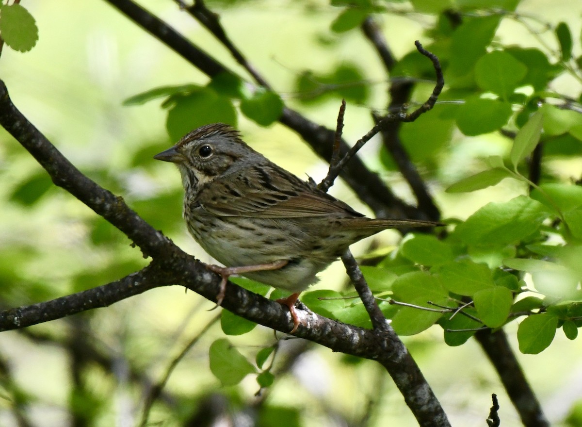 Vesper Sparrow - ML455677931