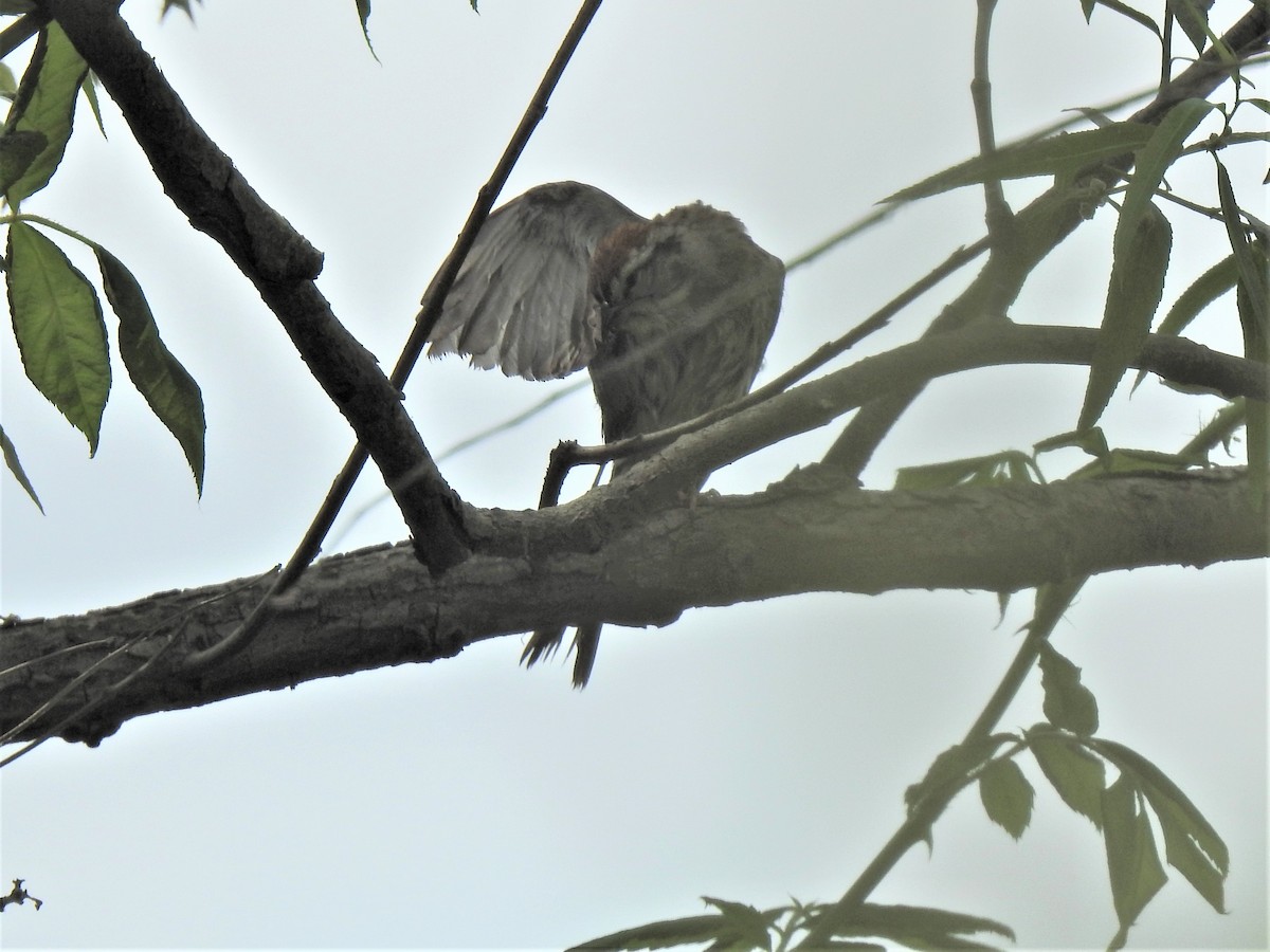 Chipping Sparrow - ML455678961