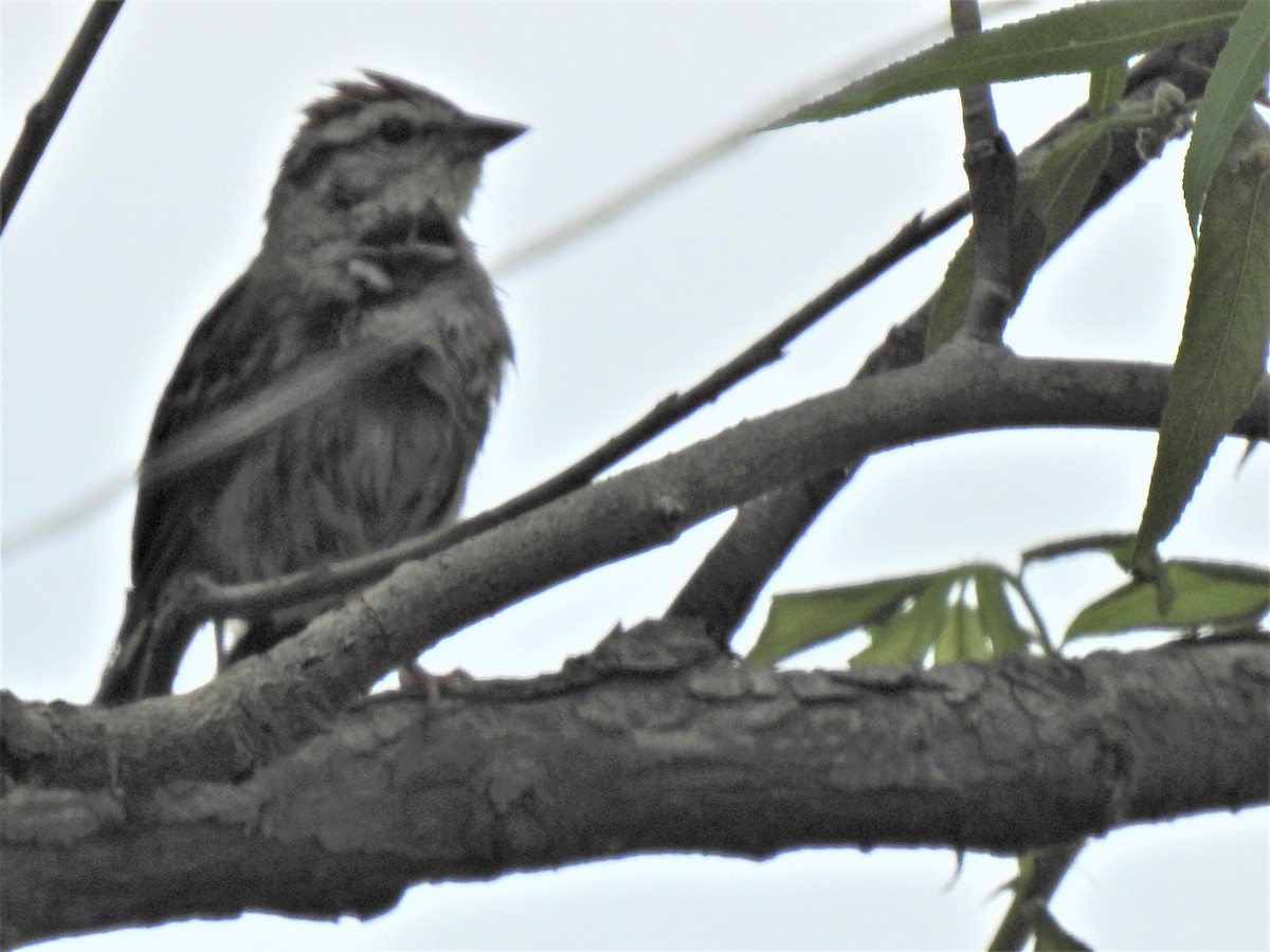 Chipping Sparrow - ML455678971