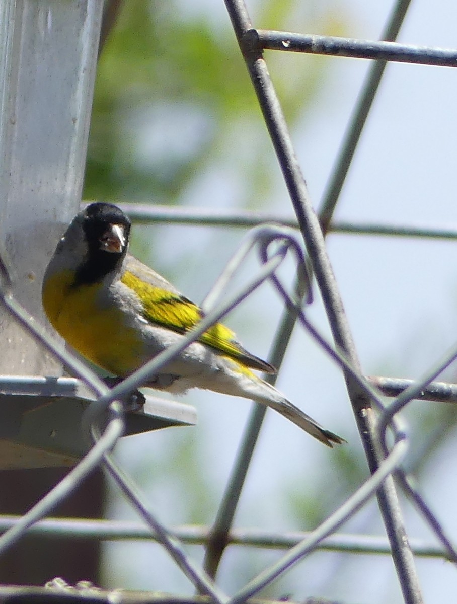 Lawrence's Goldfinch - ML455679321