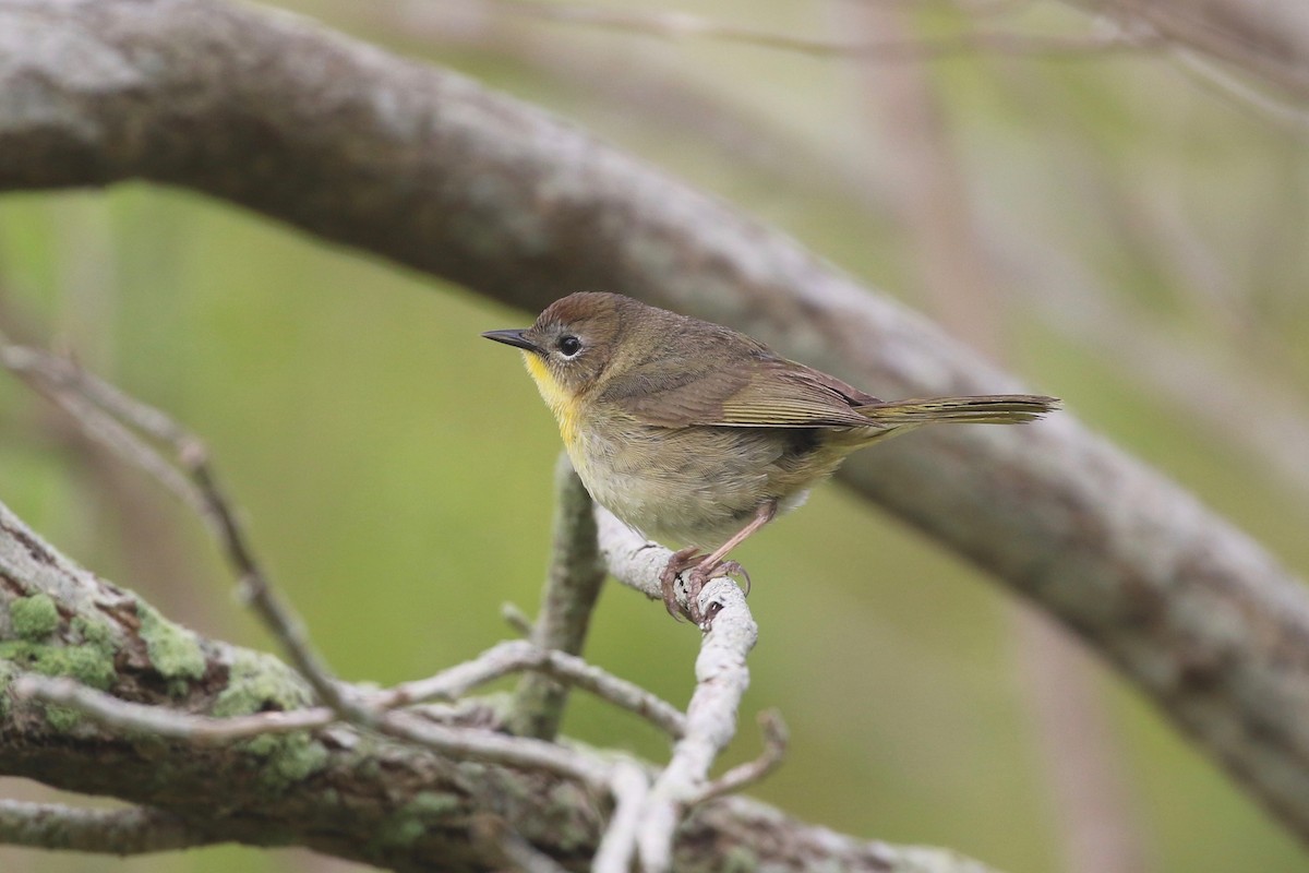 Common Yellowthroat - Ezra Staengl