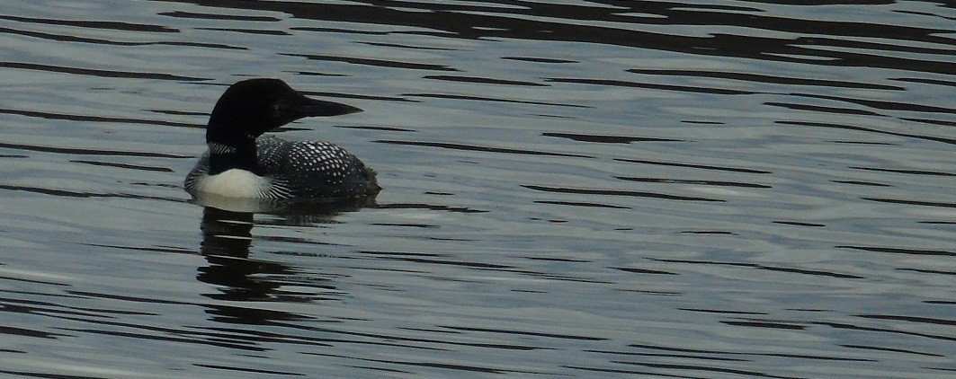 Common Loon - ML455679801