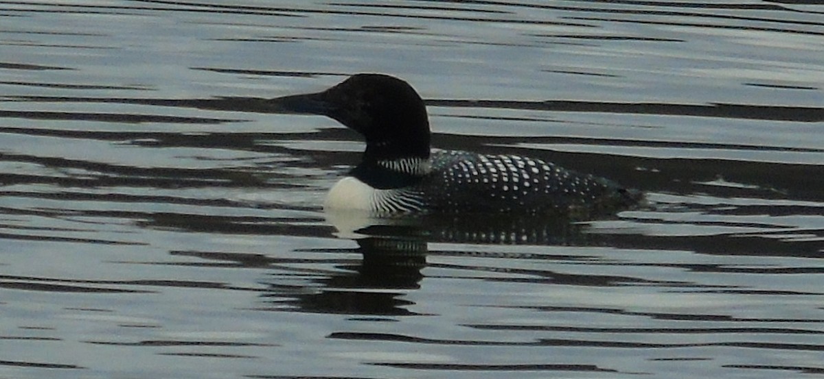 Common Loon - ML455679841