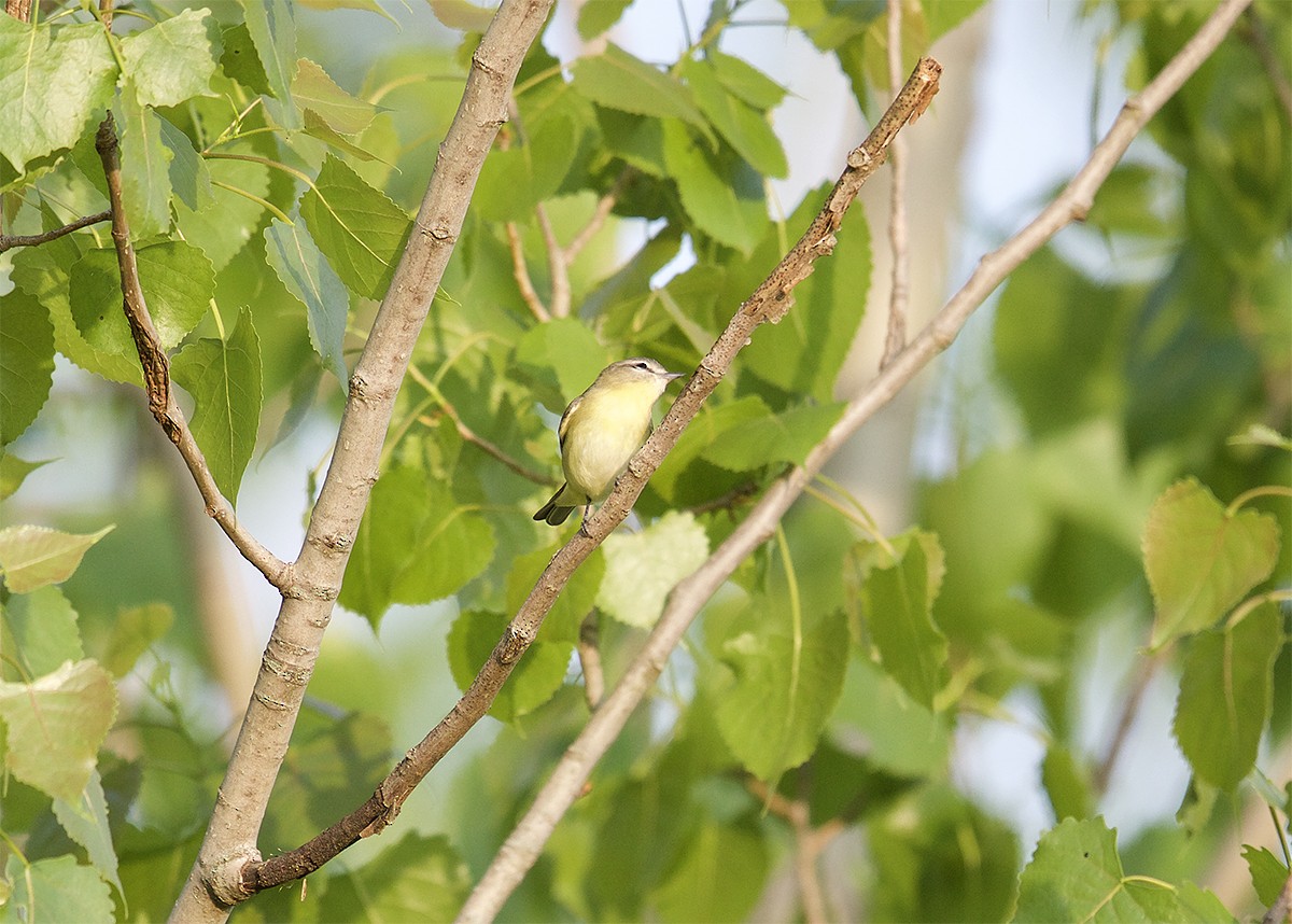 Philadelphia Vireo - ML455681331