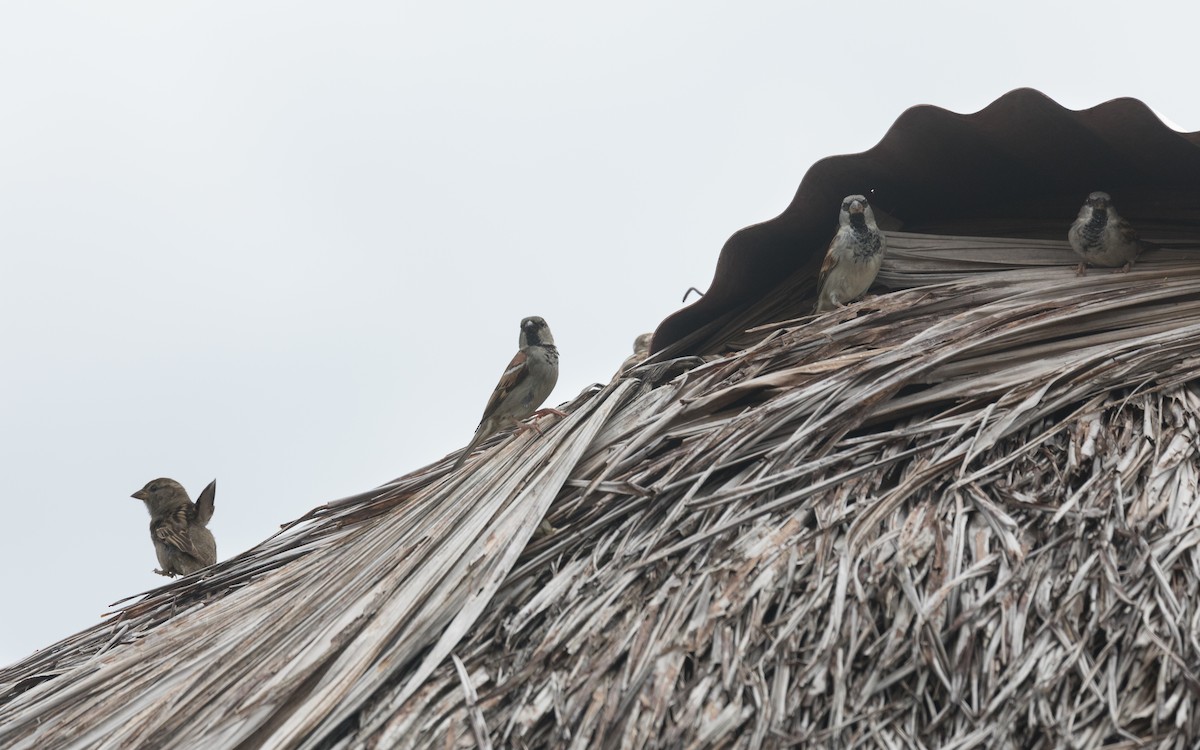 House Sparrow - PATRICK BEN SOUSSAN