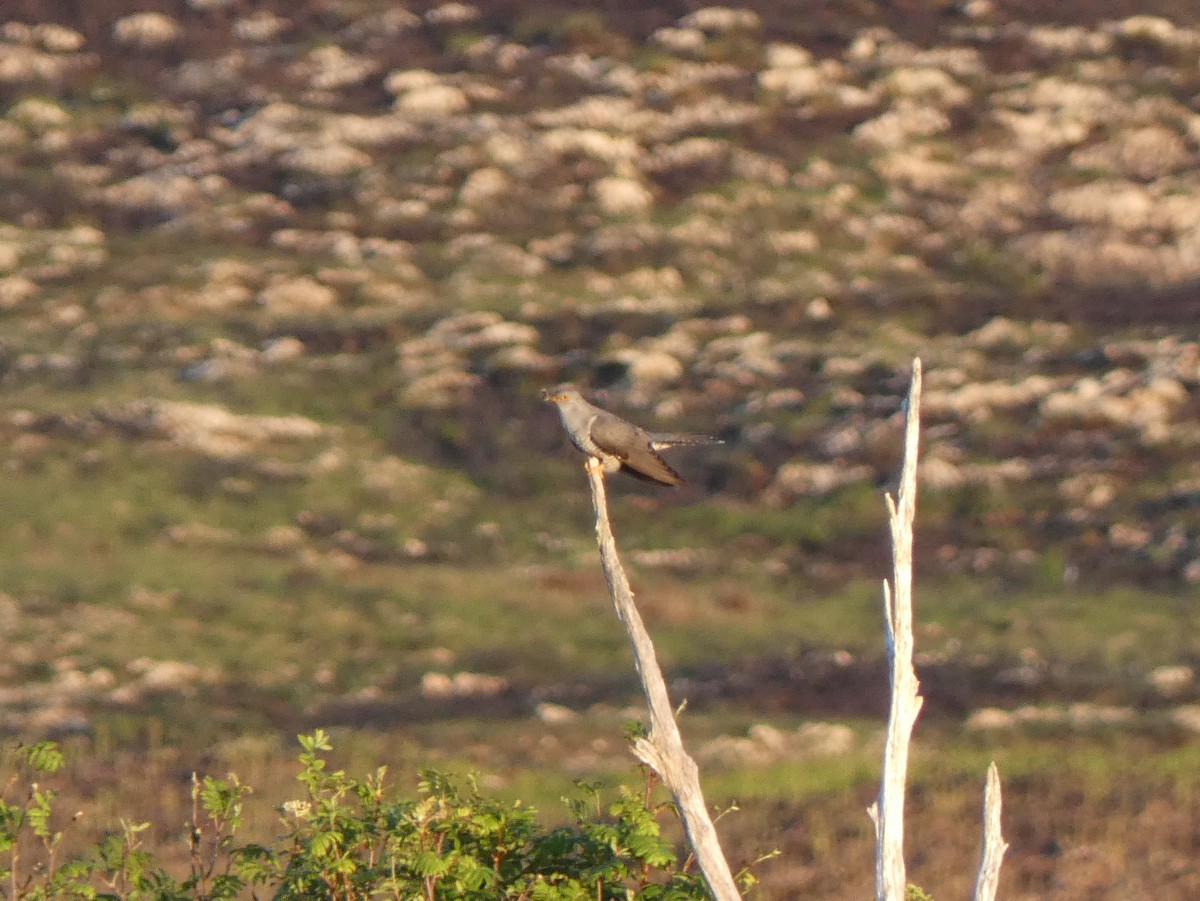 Common Cuckoo - ML455683581