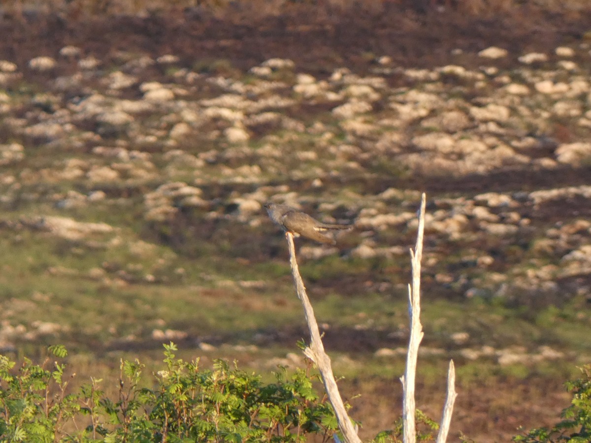 Common Cuckoo - ML455683591