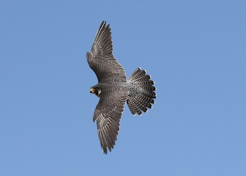Peregrine Falcon (North American) - Falco peregrinus anatum
