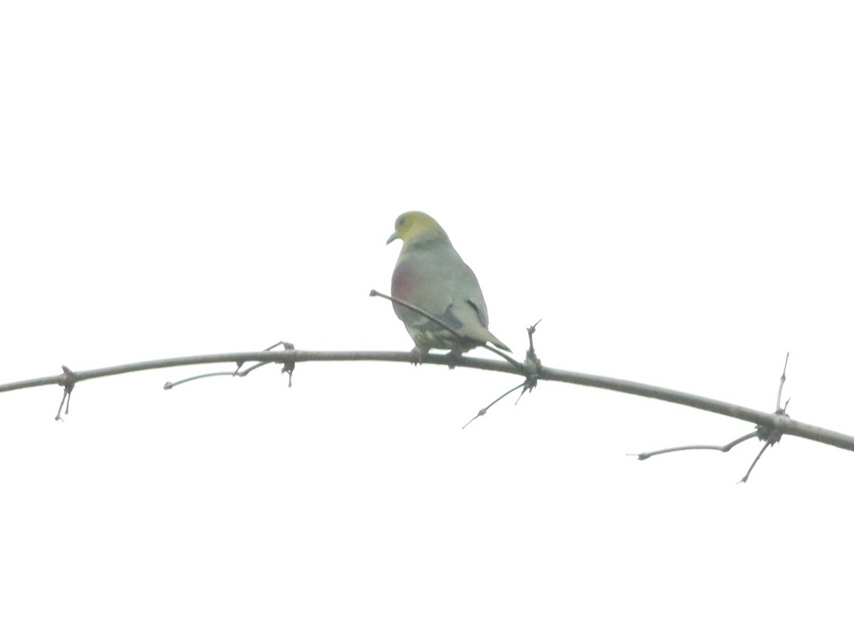 White-bellied Green-Pigeon - ML455685671