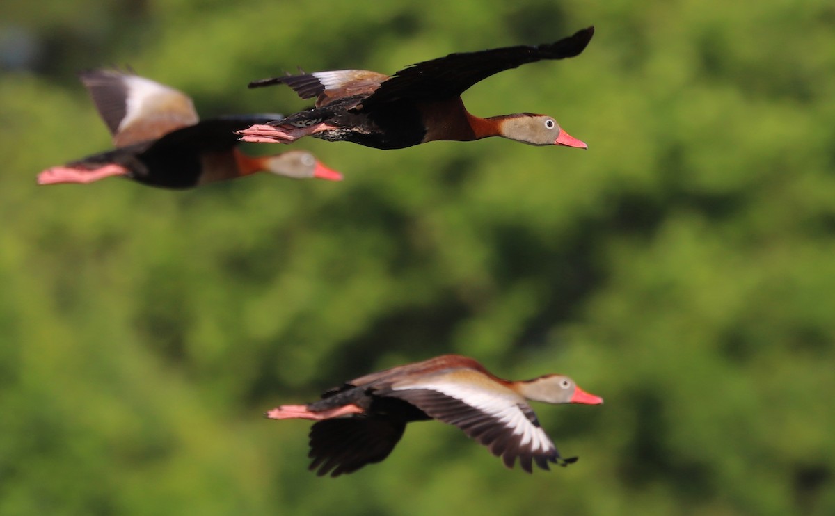 Black-bellied Whistling-Duck (fulgens) - ML455685841