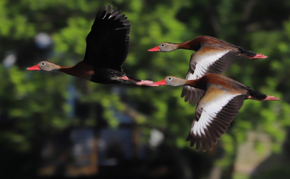 Black-bellied Whistling-Duck (fulgens) - ML455685881