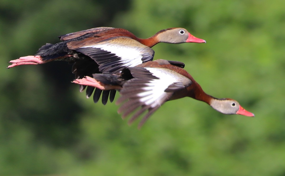 Rotschnabel-Pfeifgans (fulgens) - ML455685891