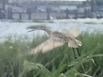 Marbled Godwit - Louis DeMarco