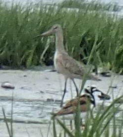 Marbled Godwit - ML455689571