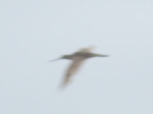 Marbled Godwit - ML455689581