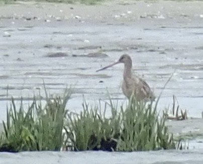 Marbled Godwit - ML455689591